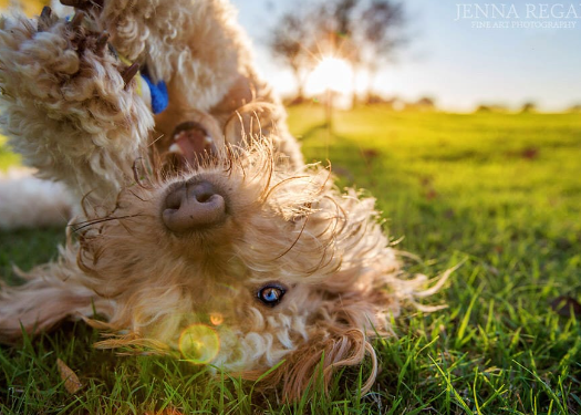 The Best Professional Pet Photography Near You