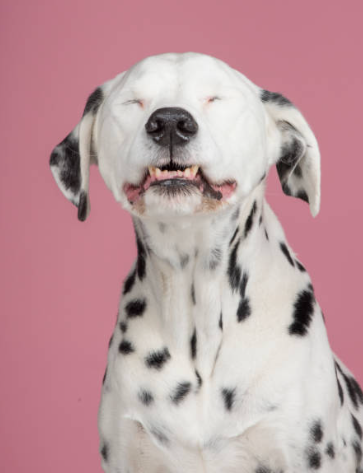 The Derpy Dalmatian