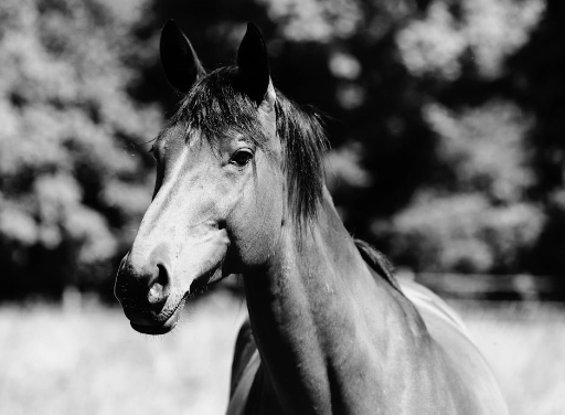 The Elegance of Monochrome