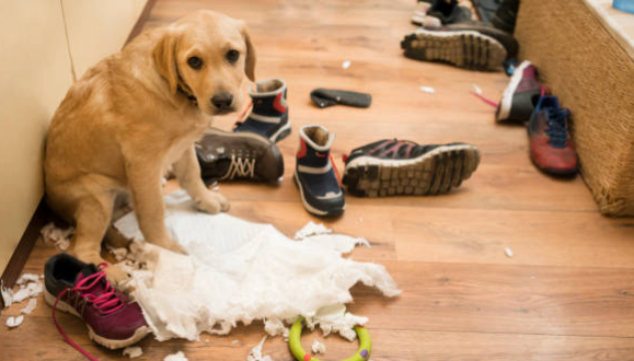 The Guilty Party