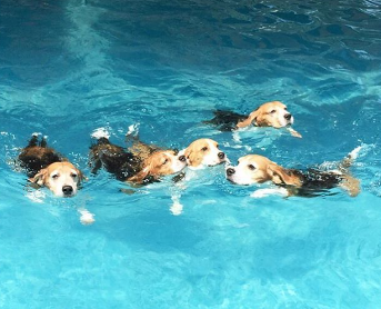 The Synchronized Swimmers