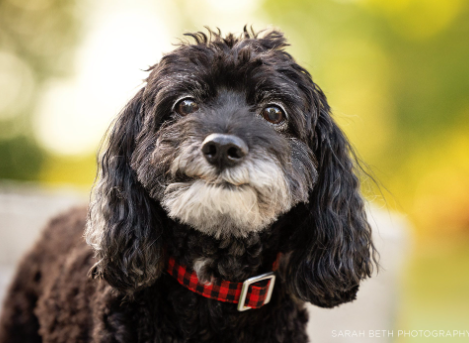 The Value of Pet Photography