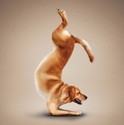 The Yoga Dog