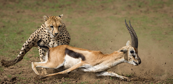 The thrill of the hunt