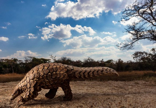 Through the Lens of Conservation