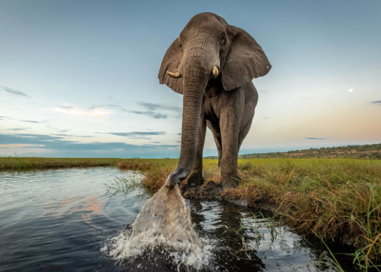 Understanding elephant behavior