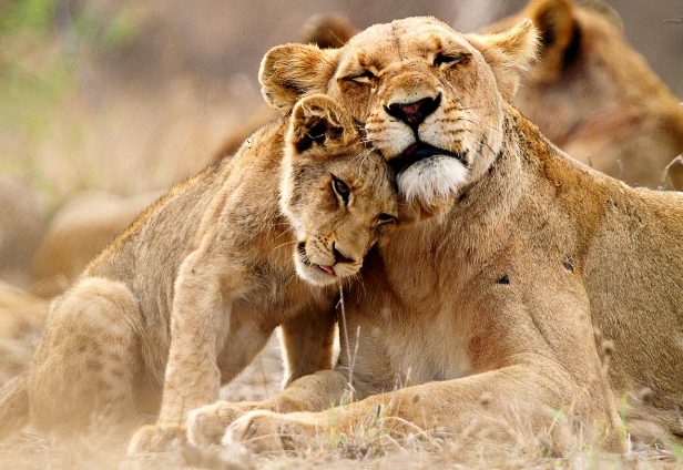 Understanding the Behavior of Animals