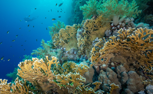 Underwater wonders