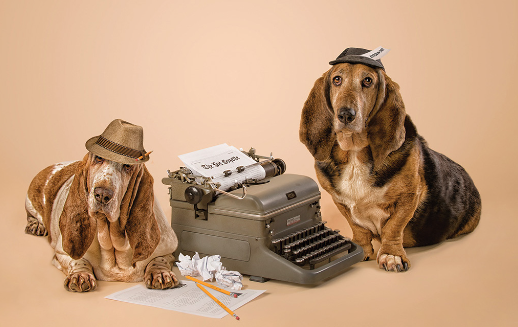 What to Look for in a Professional Pet Photographer