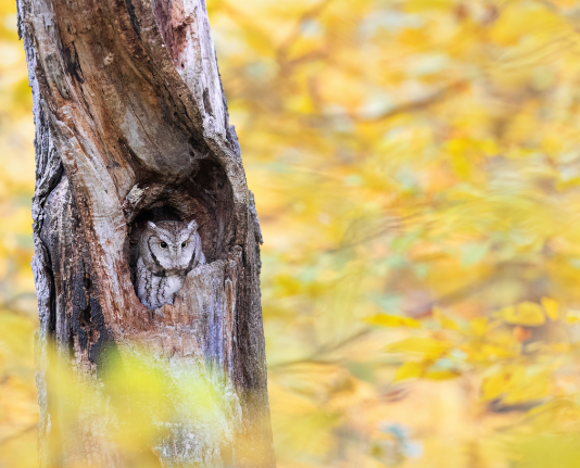 Wildlife Photography