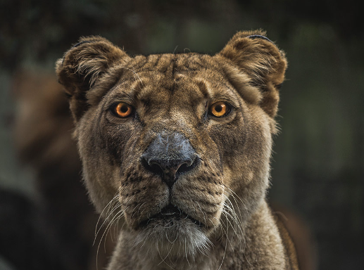 animal portrait photography