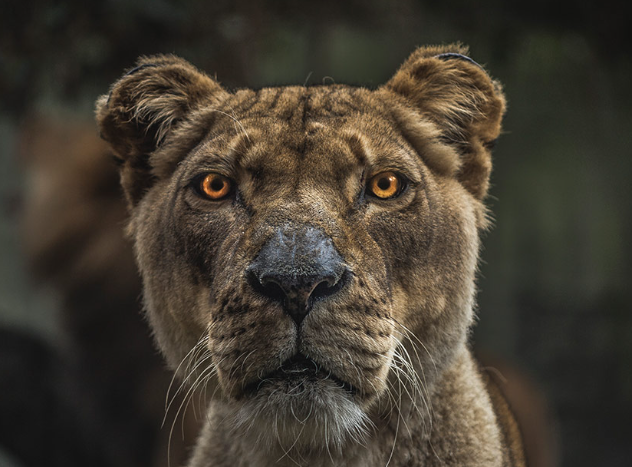 animal portraits from photos