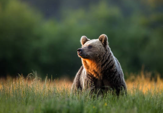 animals animals stock photography