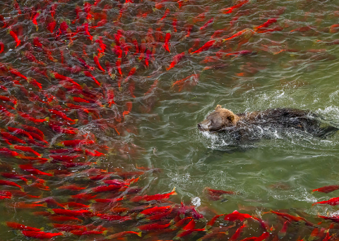 best wildlife photos 2022-2