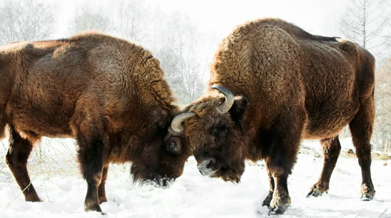 bison photo