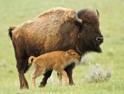 bison photo