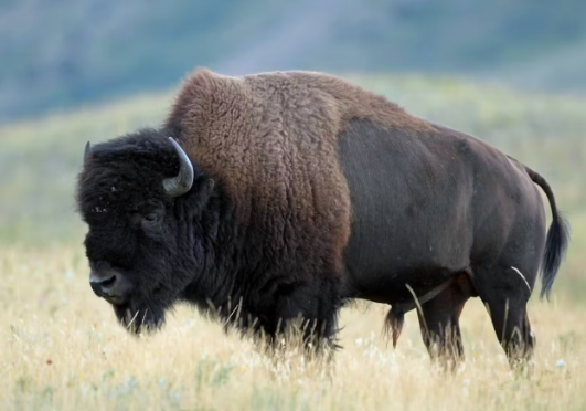 bison photo