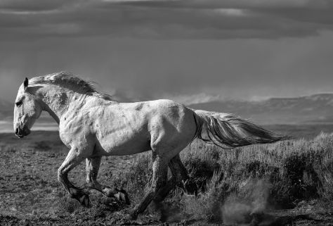 black and white animal photography