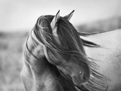black and white horse photo