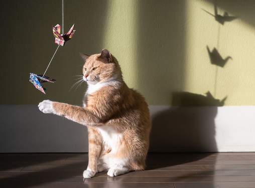 cat photoshoot