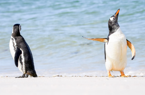 comedy wildlife photography 2022