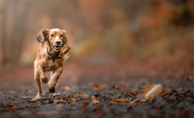 dog photographer near me