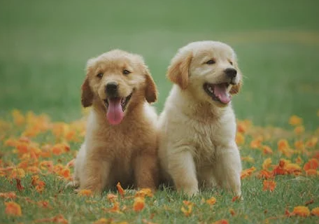 dog photos