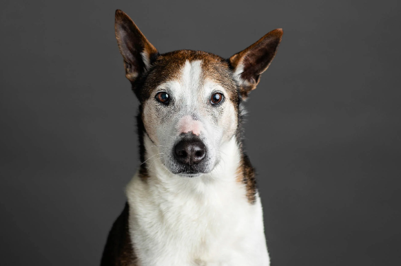 dog portraits near me