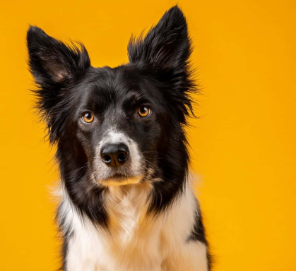 dog studio photography