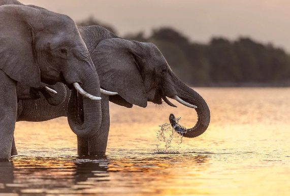 elephant photography