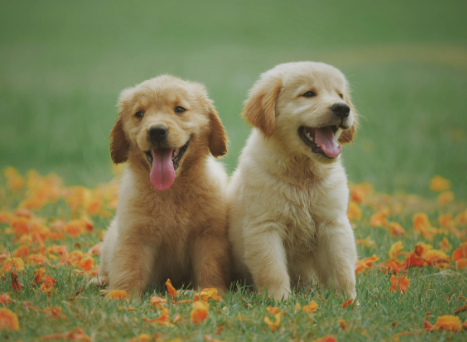 free stock dog photos