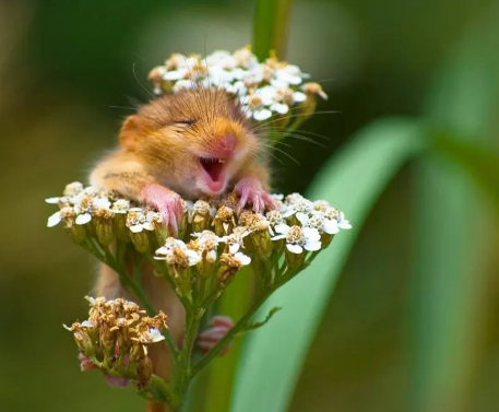 funny animal photos