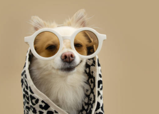 funny dog photos