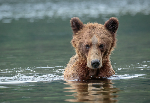 grizzly bear photography1