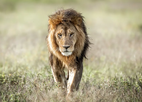 lion photography