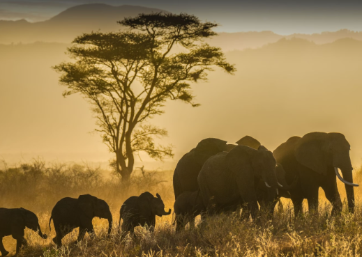 national geographic wildlife photography