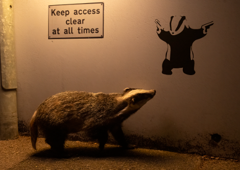 national history museum wildlife photographer of the year