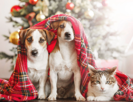 pet christmas photos