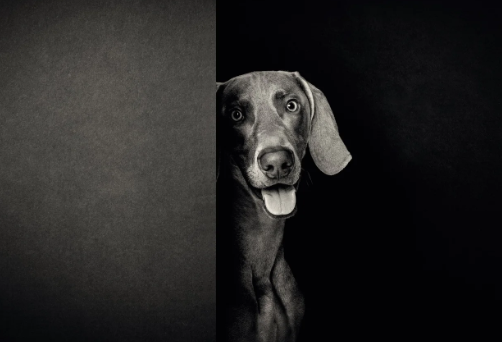 pet photography studio near me