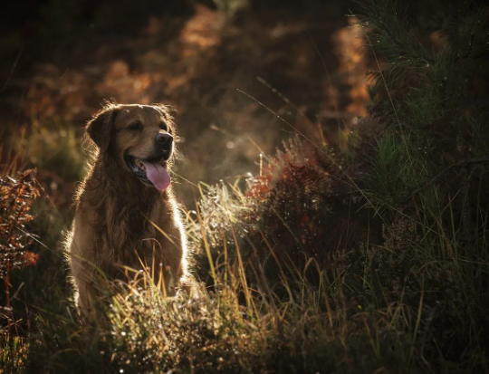pet photography