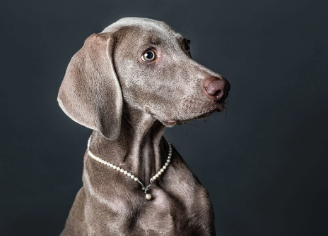 pet portraits photography