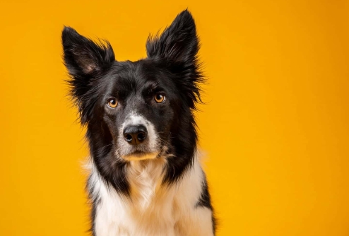 dog photo studio
