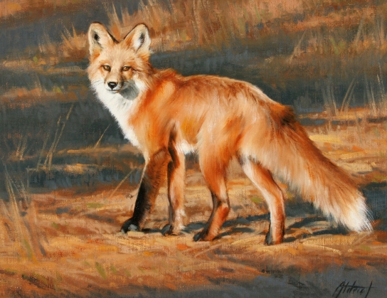 wildlife photos for artists