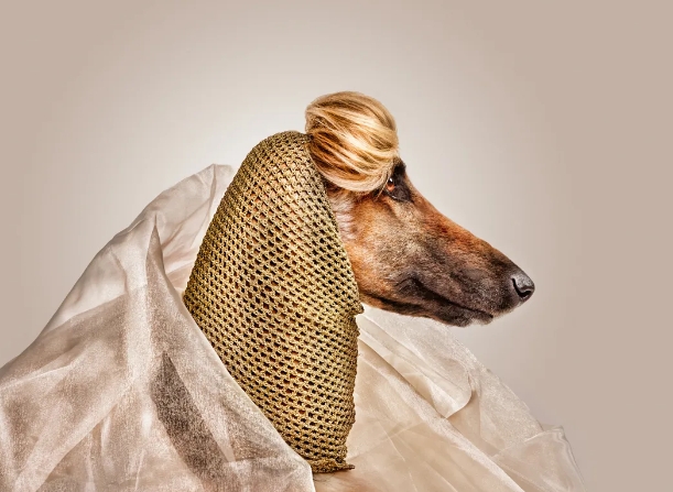 pet photography studio