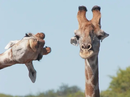 funny wildlife photos