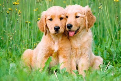 animal stock photography