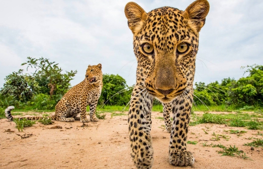 wild animal photography