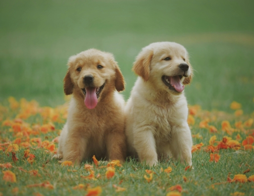 cute dog photos