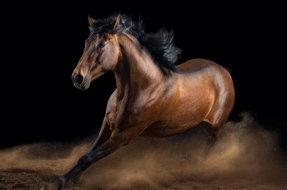 horse portrait photography