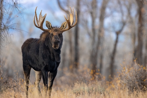 moose photography